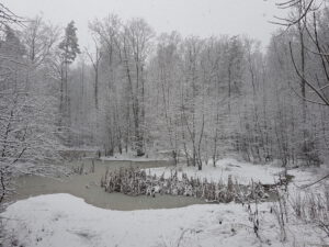 Winter-Waldbaden